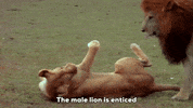 Comment image