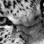 fabien