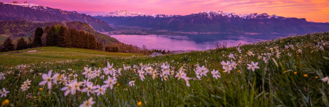Alaska Etherleaf