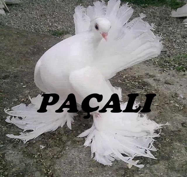 Comment image