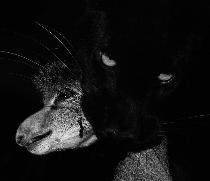 Leoonn