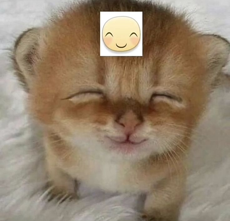 Comment image
