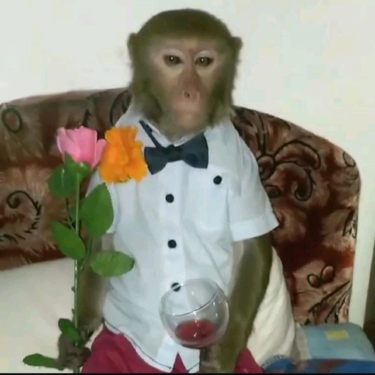 Comment image