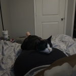 sikliorospular +18