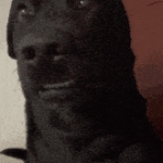 Costanzo