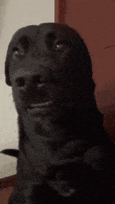 Costanzo