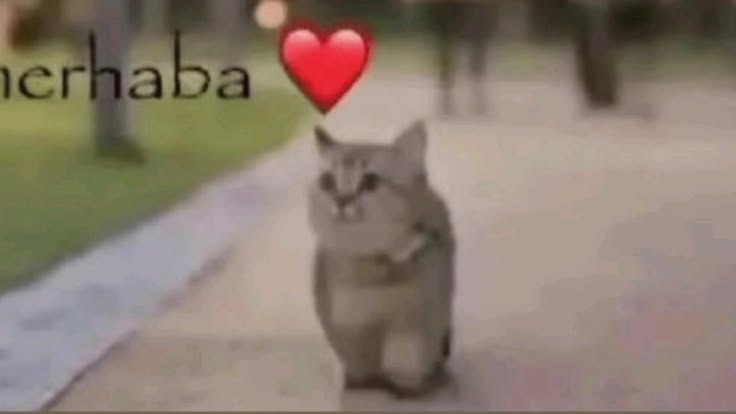 Comment image