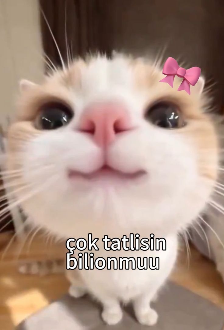 Comment image