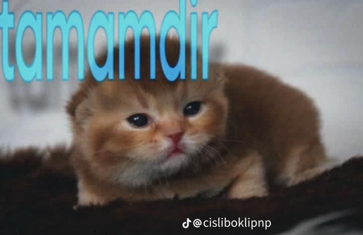 Comment image