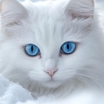 Whitecatt